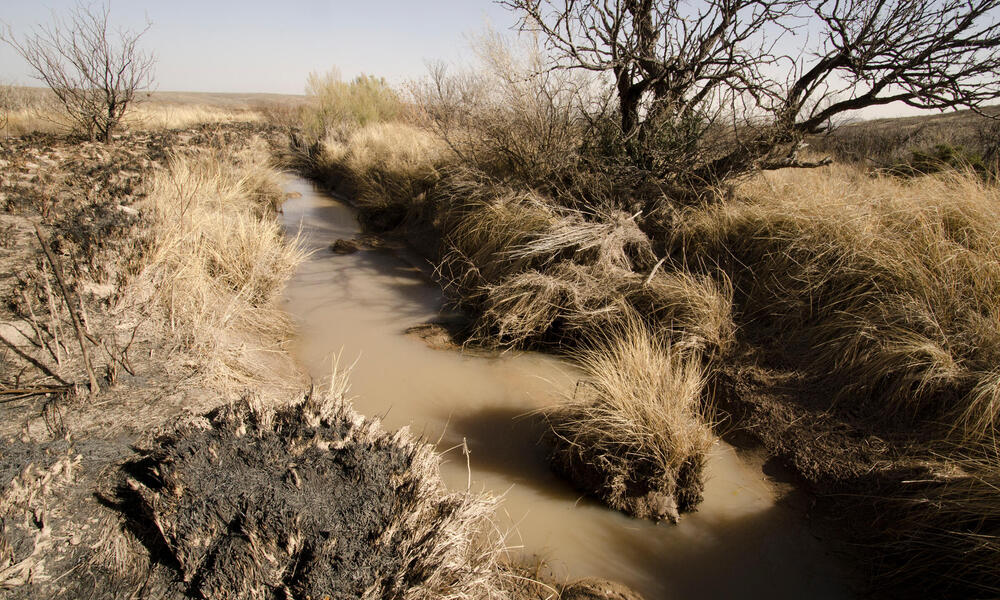 A spring in the desert