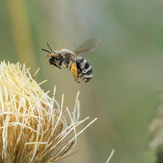 Close up of digger bee hovering above a platte thistle plant in grasslands of Nebraska