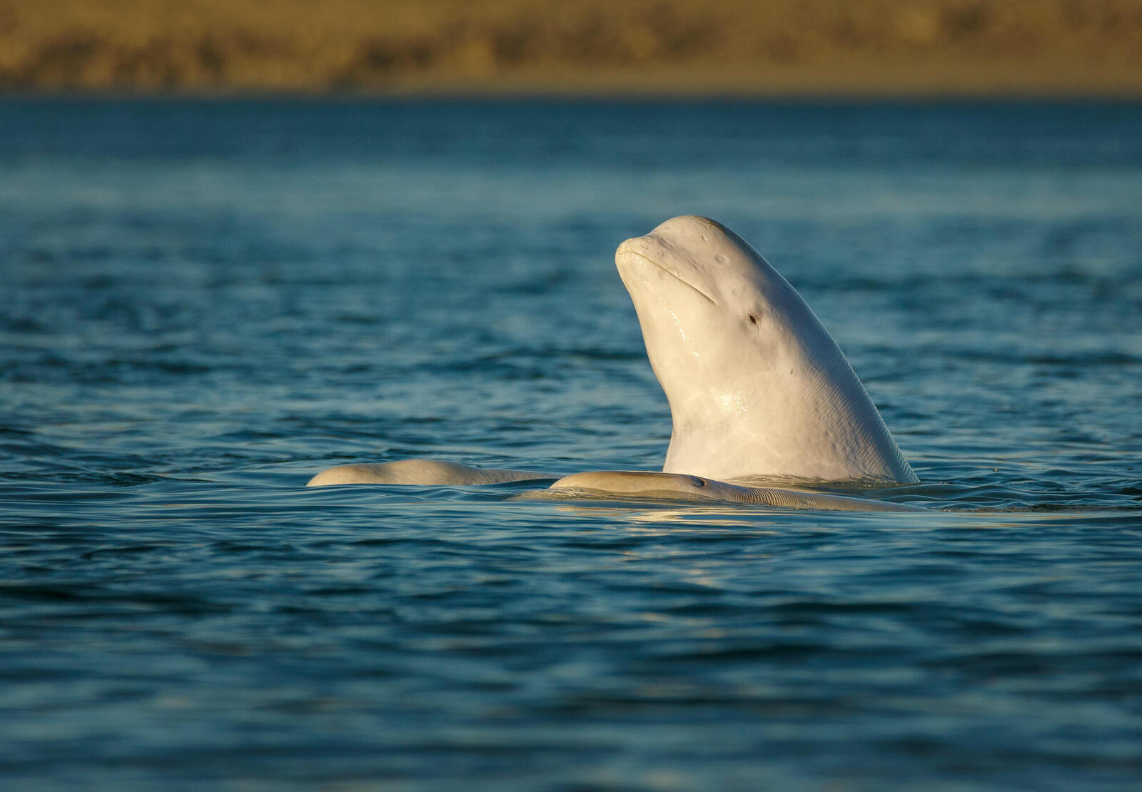 Beluga above surface