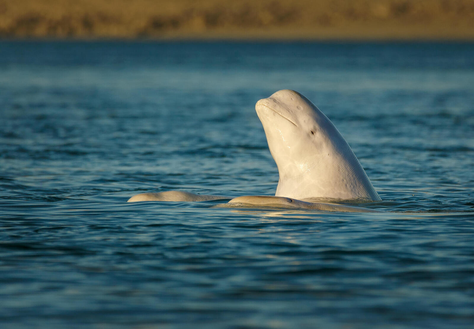 animal planet beluga whales