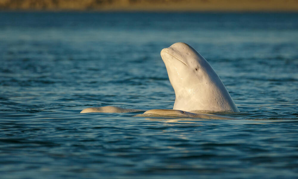 When Beluga meets Wednesday 