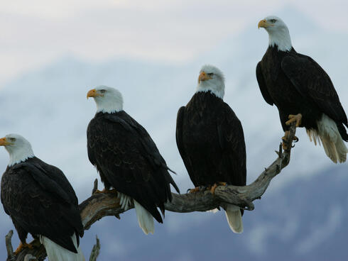 Four eagles on branch