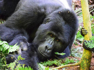 discover gorilla fall2018