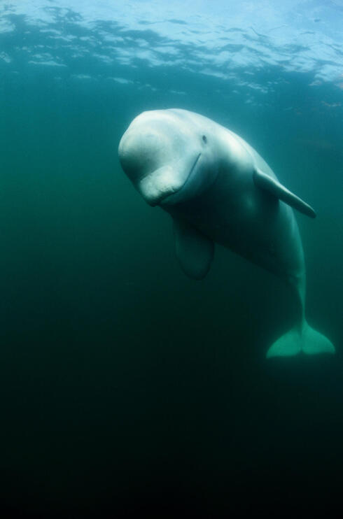 Beluga Whale National Geographic