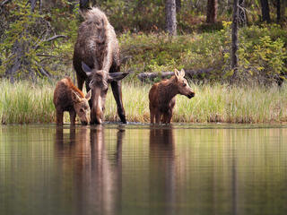 Moose at stream