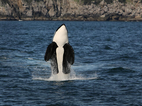 Orca breaching surface