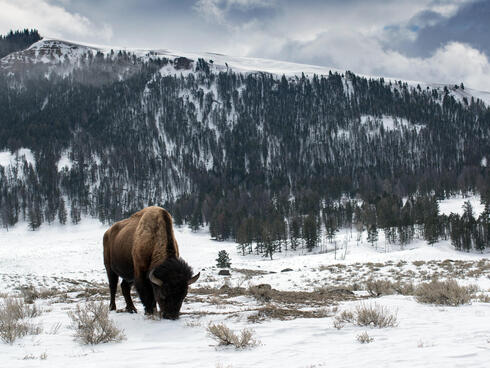discover yellowstone bison winter2018