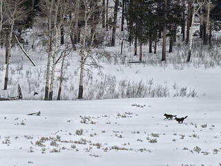 discover yellowstone pack winter2018