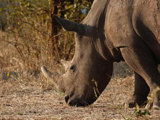 discover zambia rhino summer2018