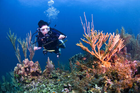 A conservation and marine technical officer for WWF MAR, inspecting coral reef in Cordelia Bank. Roatan, Bay Islands, Honduras, Central America.