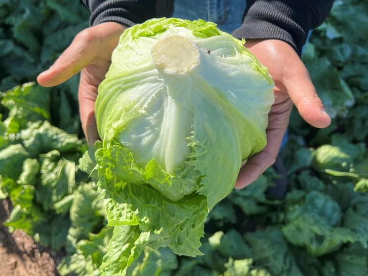 a person holding a head of iceberg lettuce