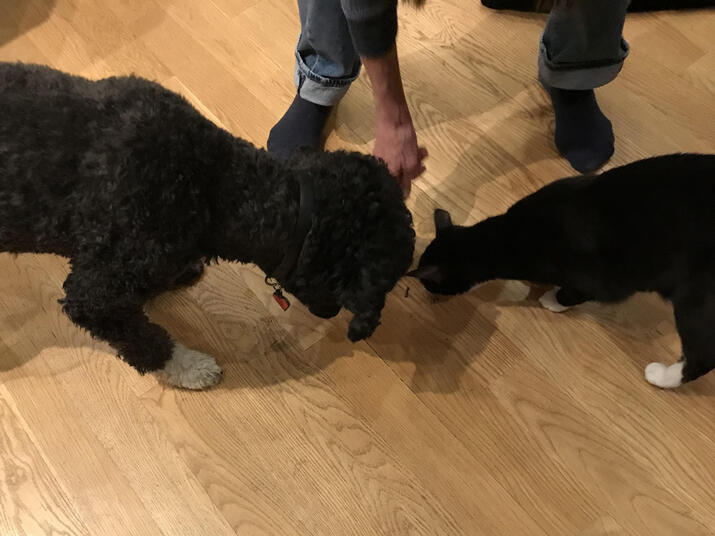 a dog and cat next to each other eating treats