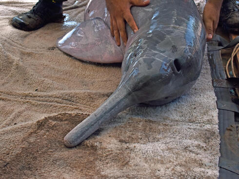 dolphin in stretcher Jeffrey Davila