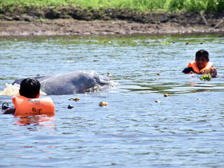 dolphin tagging Peru Jeffrey Davila
