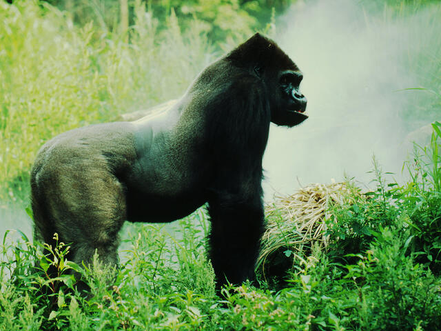 Eastern lowland gorilla