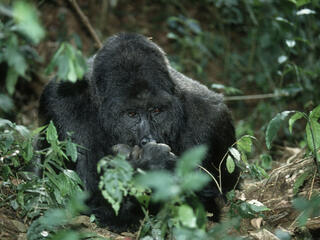 eastern lowland gorilla threats