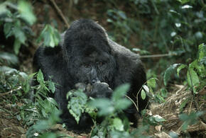 eastern lowland gorilla threats