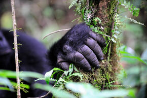 eastern lowland gorilla