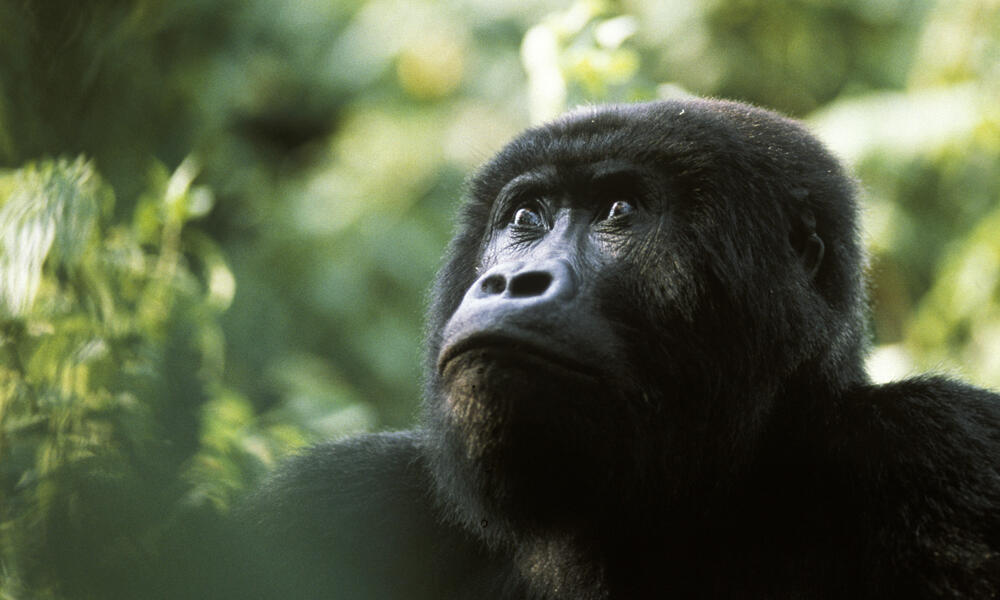eastern lowland gorilla why they matter