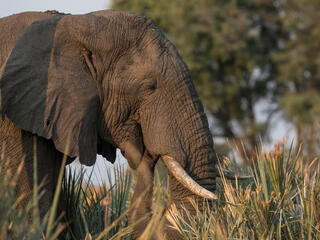 African elephant.