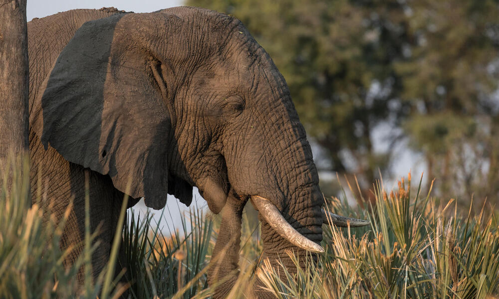 African elephant.