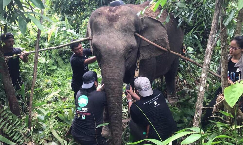 A team of conservationists working together to put a tracking collar safely on an elephant in the Malaysian forest