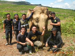 A team of conservationists stands with an elephant they've collared