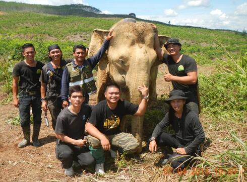 A team of conservationists stands with an elephant they've collared