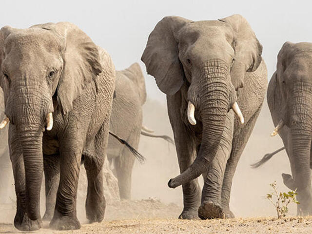 elephant-herd