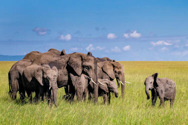 Young elephant calf faces herd of adult elephants on savannah in Kenya elephant herd w
