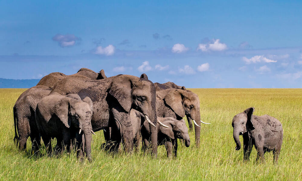 Young elephant calf faces herd of adult elephants on savannah in Kenya elephant herd w