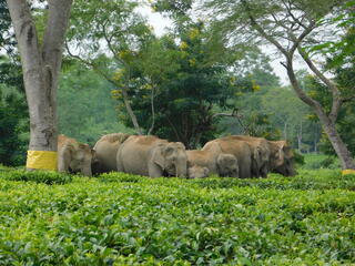 Herd of elephants walking through tea garden in Assam, India