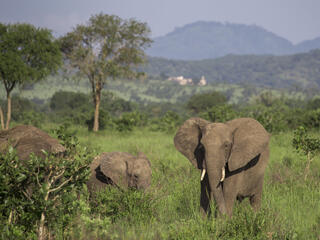 elephant in Selous