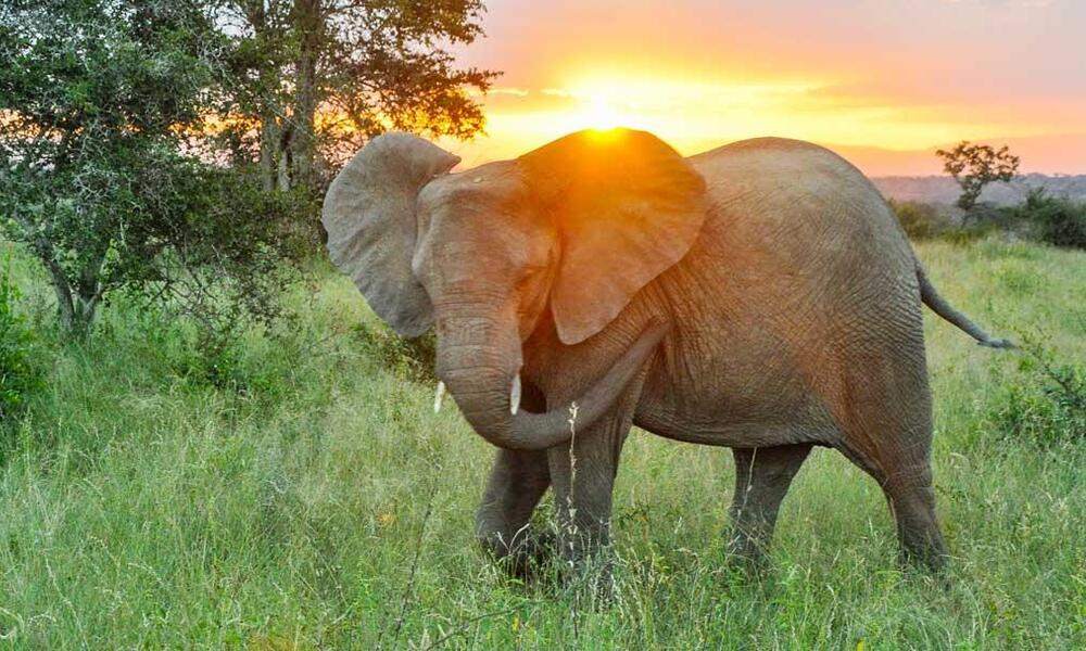Elephant (Loxodonta africana) in South Africa.