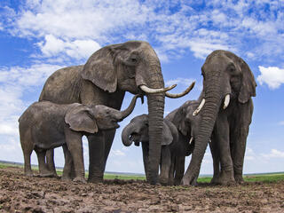 African elephants (Loxodonta africana) at a waterhole - remote camera. Masai Mara National Reserve, Kenya.