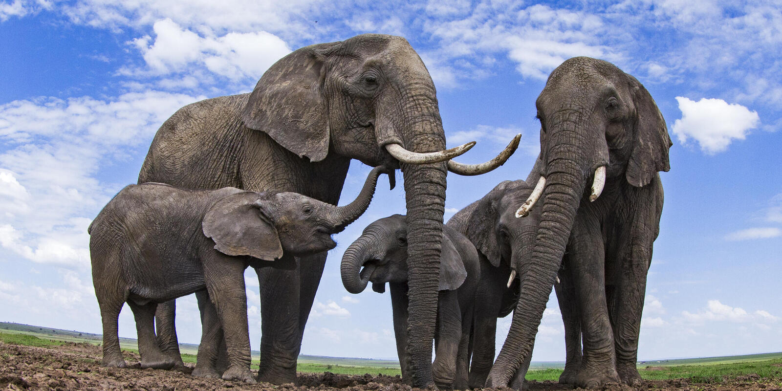 Facts about Elephants – The Legend