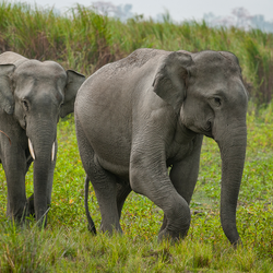 asian elephant