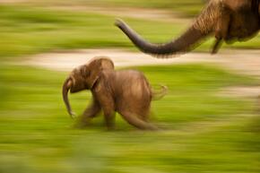 young elephant running ahead of its mother appears as a blur