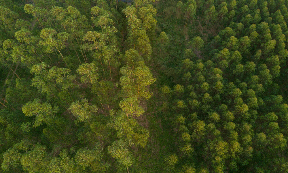 An aerial view of a eucalyptus forest in China