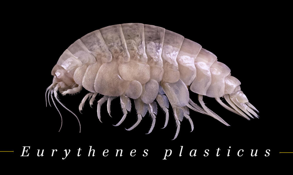 Meet the newly discovered ocean species: plastic