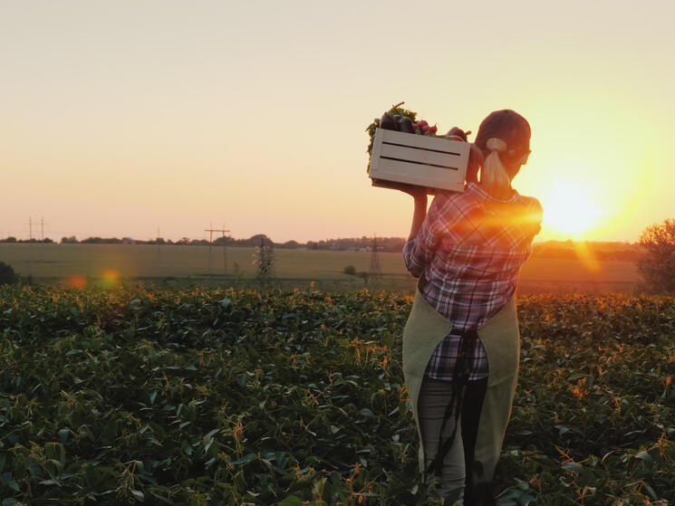 A female farmer with a box of fresh vegetables walks along her field