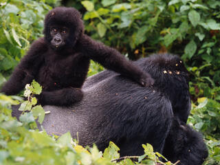 Silverback gorilla with youngster