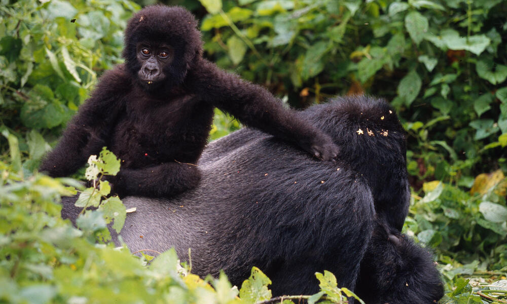 Silverback gorilla with youngster