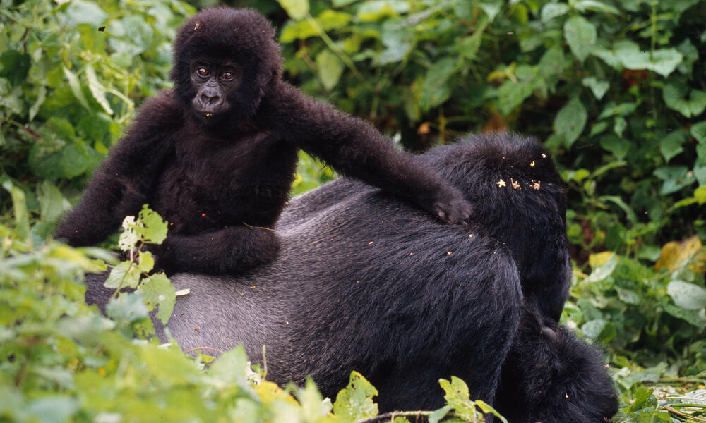 5 remarkable animal dads, Stories