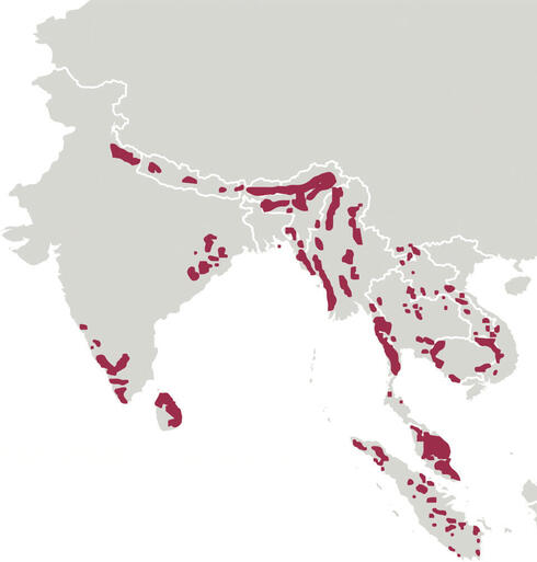 The status of Asian elephants | Magazine Articles | WWF