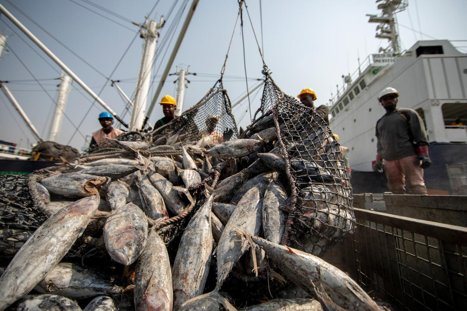 Workers sorting tuna