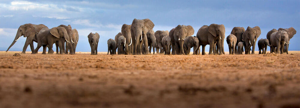 How Many Elephants Are Left In The World?