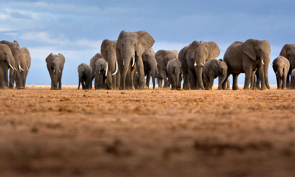 The status of African elephants | Magazine Articles | WWF