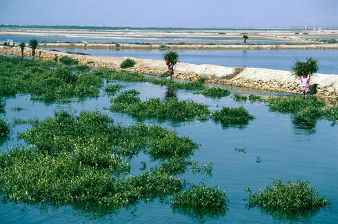 feature mangroves pakistan summer2018