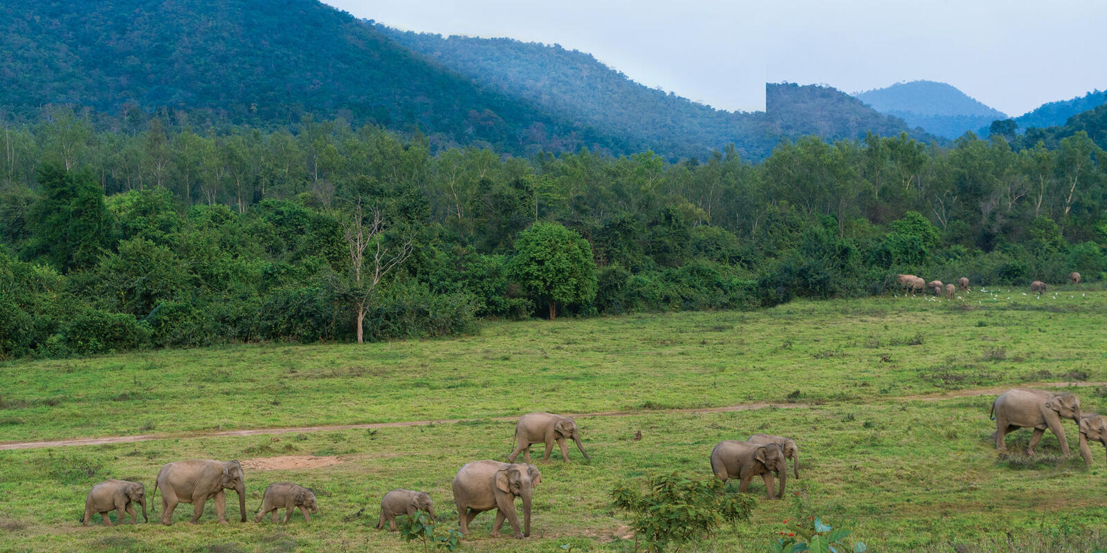 Living with Elephants in Thailand, Magazine Articles